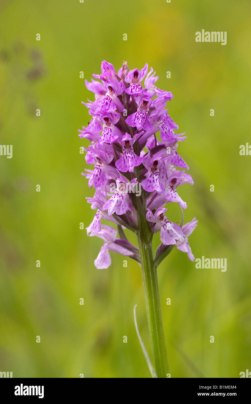 Common Spotted Orchid Dactylorhiza fuchii close-up of flower spike ...