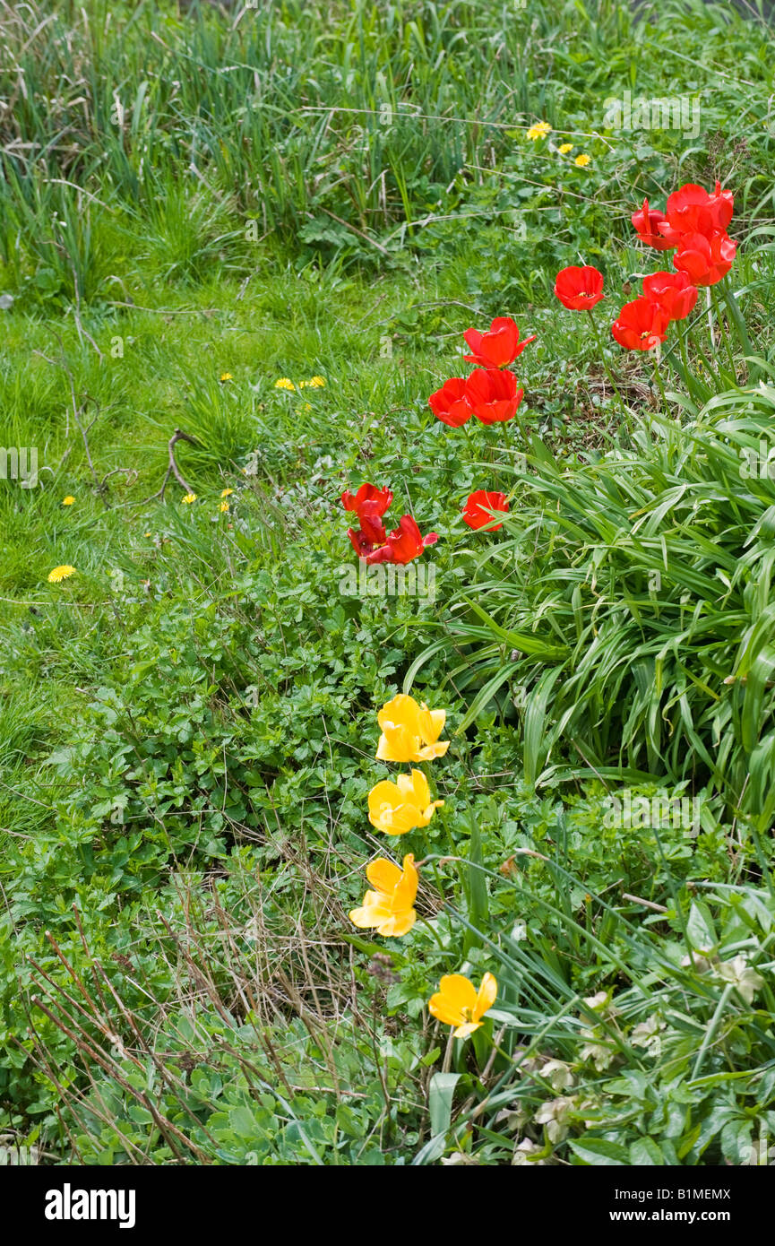red and yellow tulips in cottage garden Stock Photo - Alamy