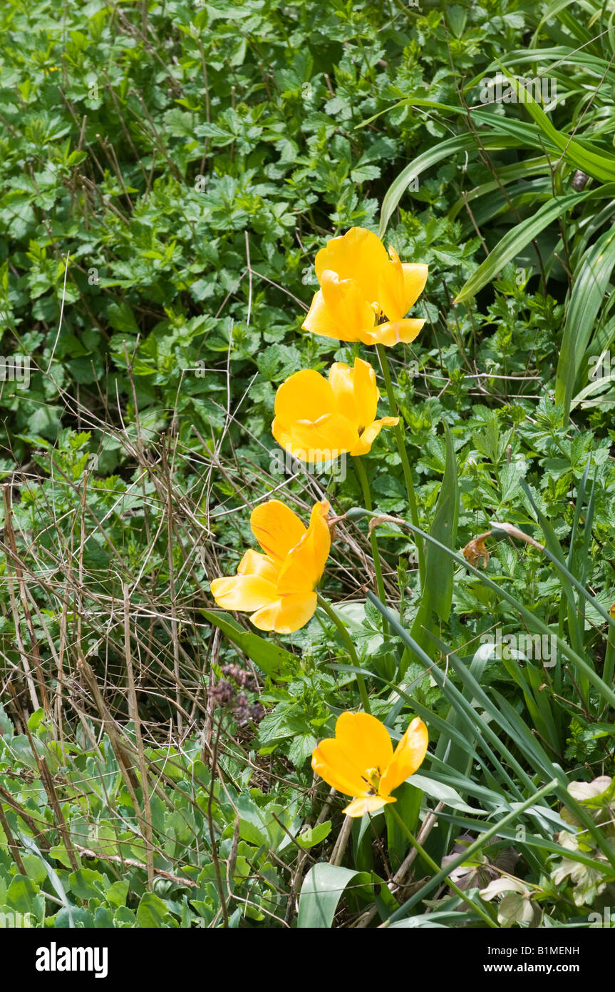 yellow tulips in cottage garden Stock Photo - Alamy