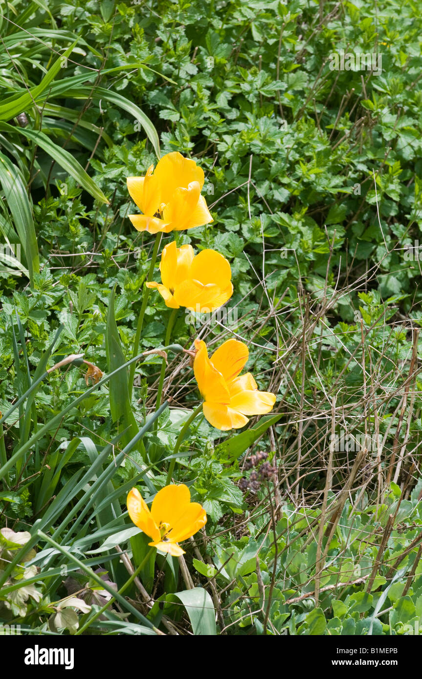 yellow tulips in cottage garden Stock Photo - Alamy