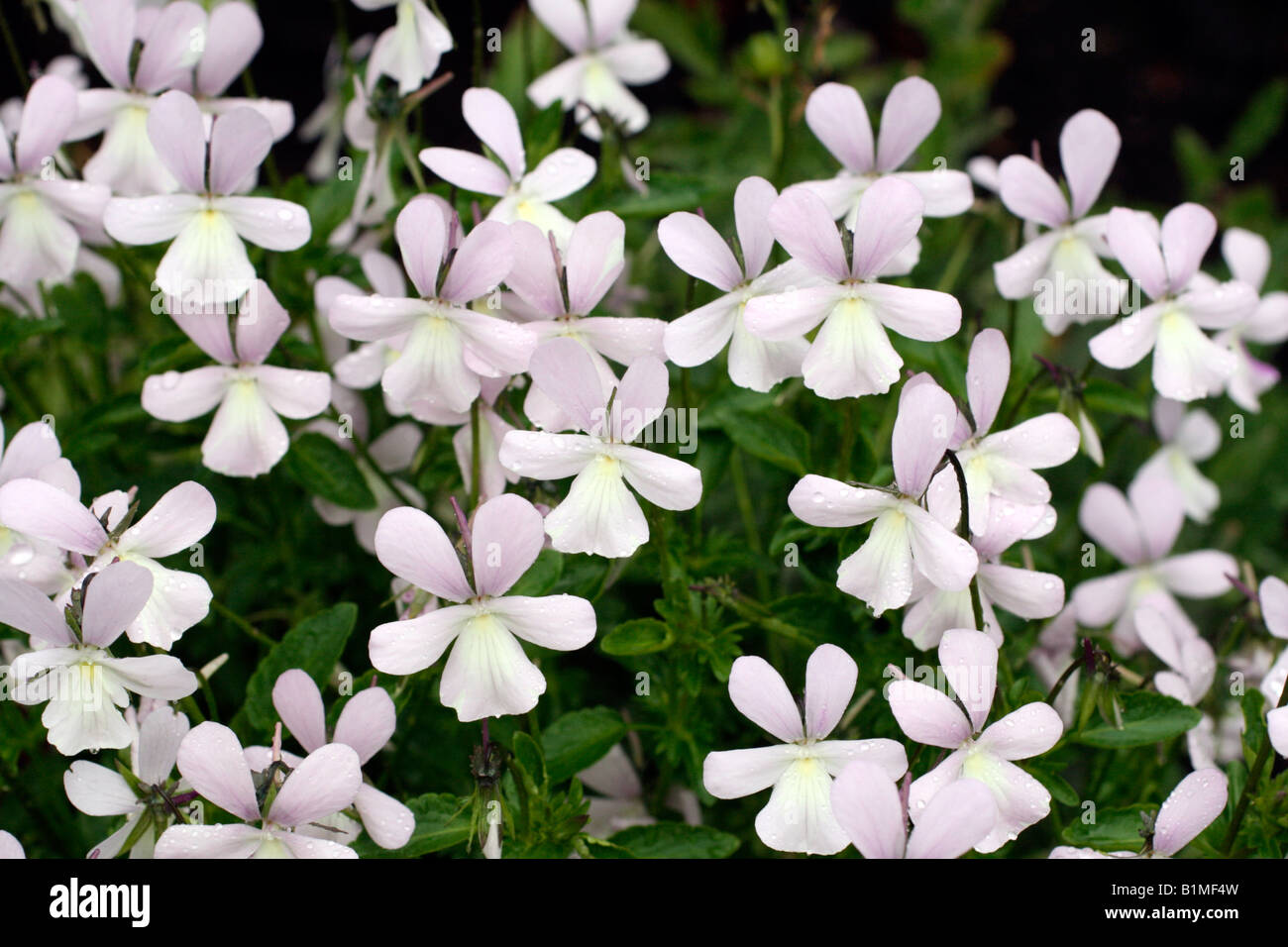 VIOLA CORNUTA MAIDEN S BLUSH Stock Photo