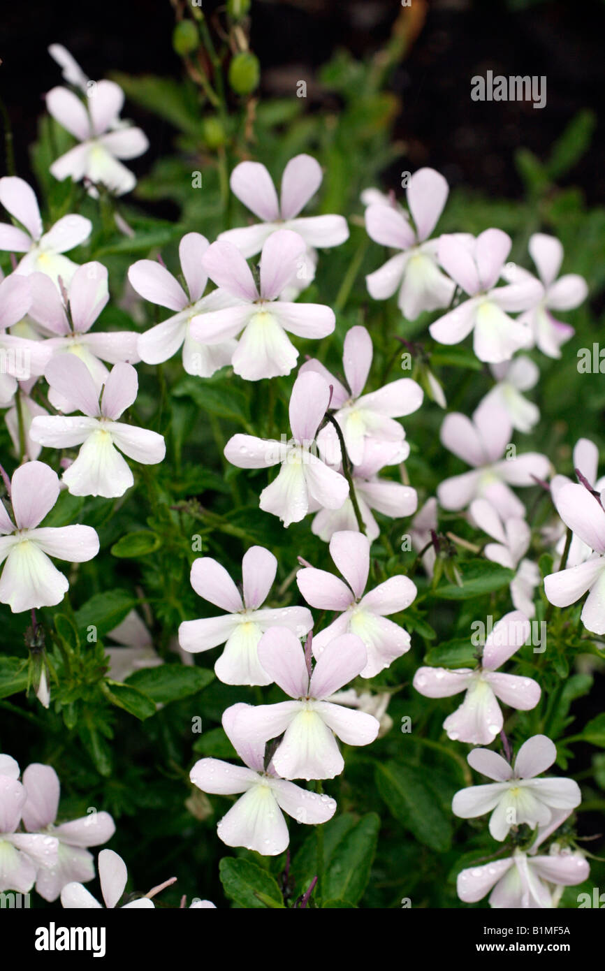 VIOLA CORNUTA MAIDENS BLUSH Stock Photo