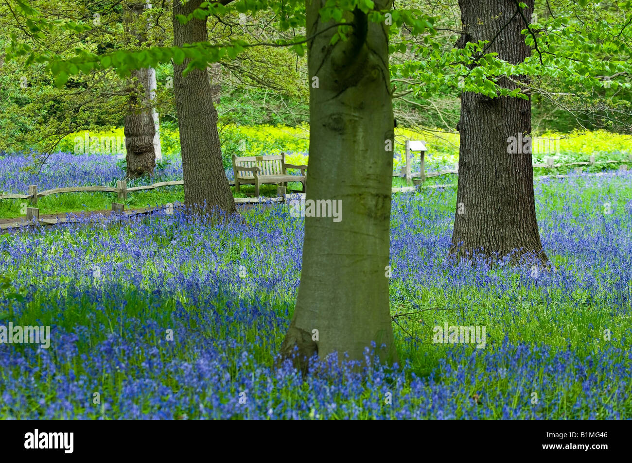 Bluebells in Spring Royal Botanical Gardens at Kew London England UK Stock Photo