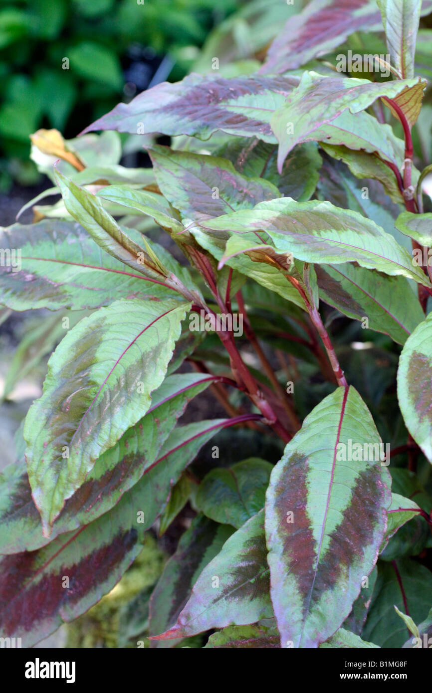 PERSICARIA VIRGINIANA COMPTON S FORM Stock Photo