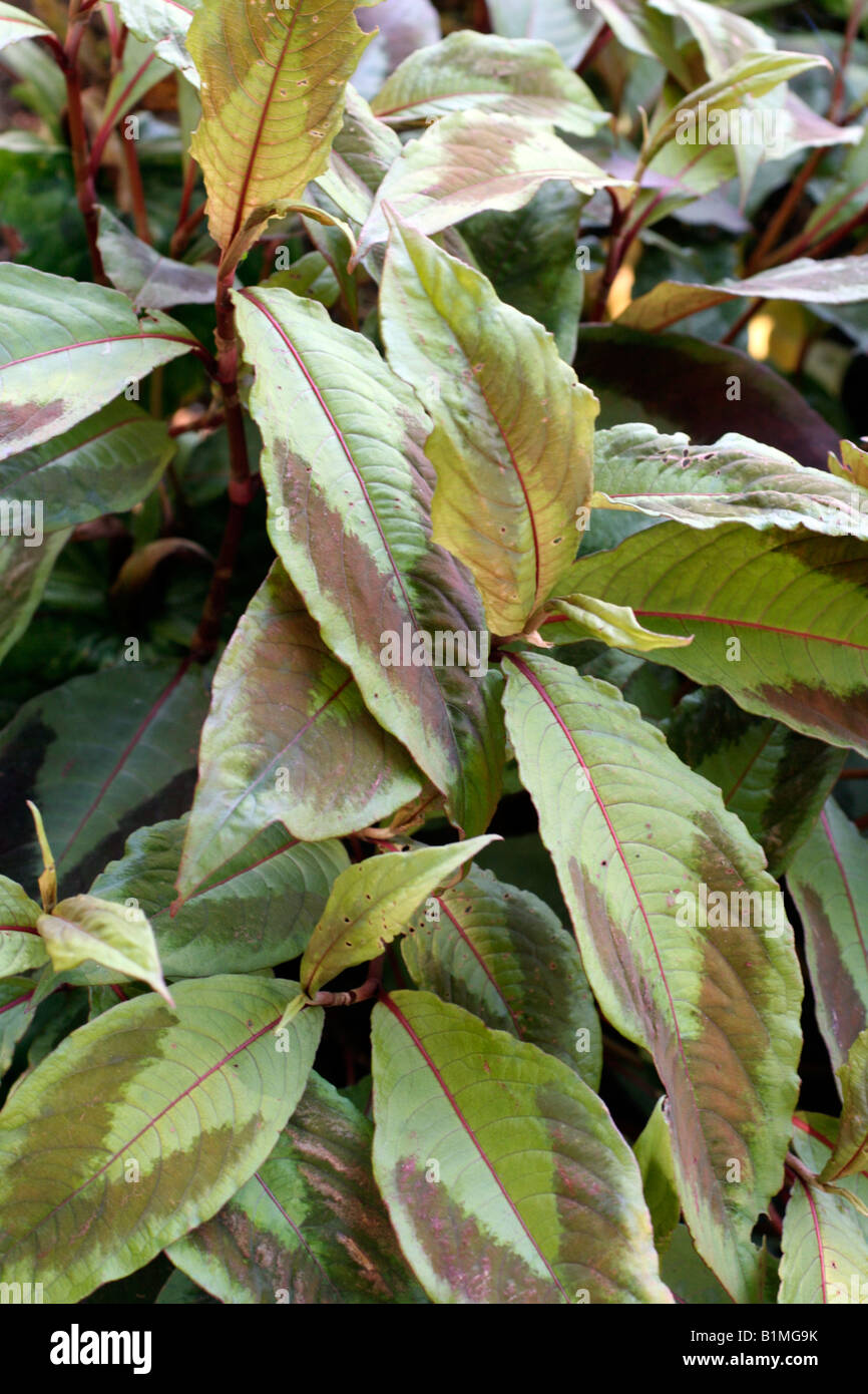 PERSICARIA VIRGINIANA COMPTON S FORM Stock Photo