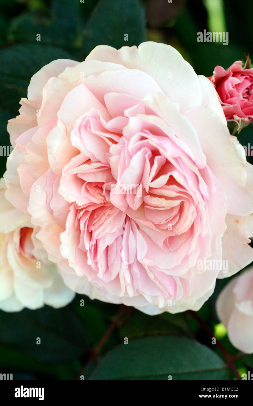 ROSA A SHROPSHIRE LAD SYN AUSLED DAVID AUSTIN NEW ENGLISH ROSE Stock Photo