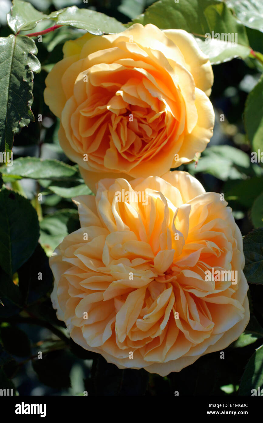 ROSA GRAHAM THOMAS SYN AUSMAS DAVID AUSTIN NEW ENGLISH ROSE Stock Photo