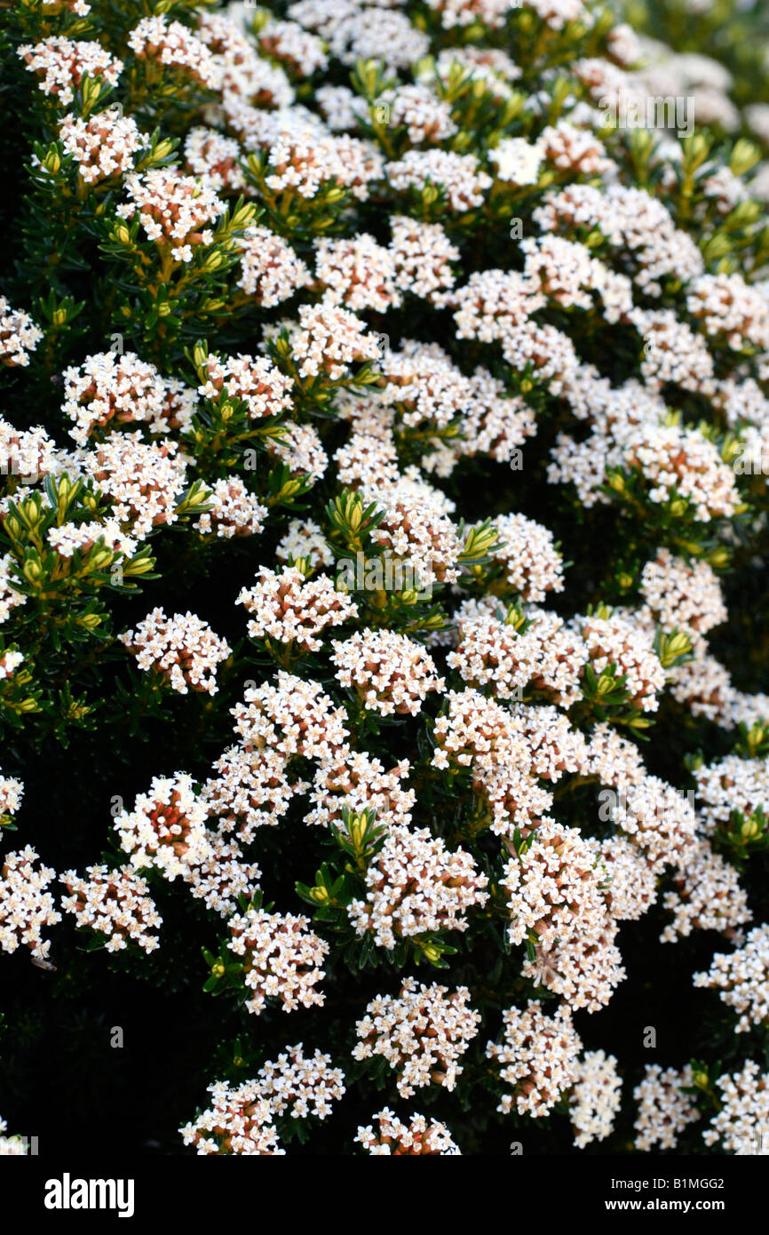 Ozothamnus hi-res stock photography and images - Alamy