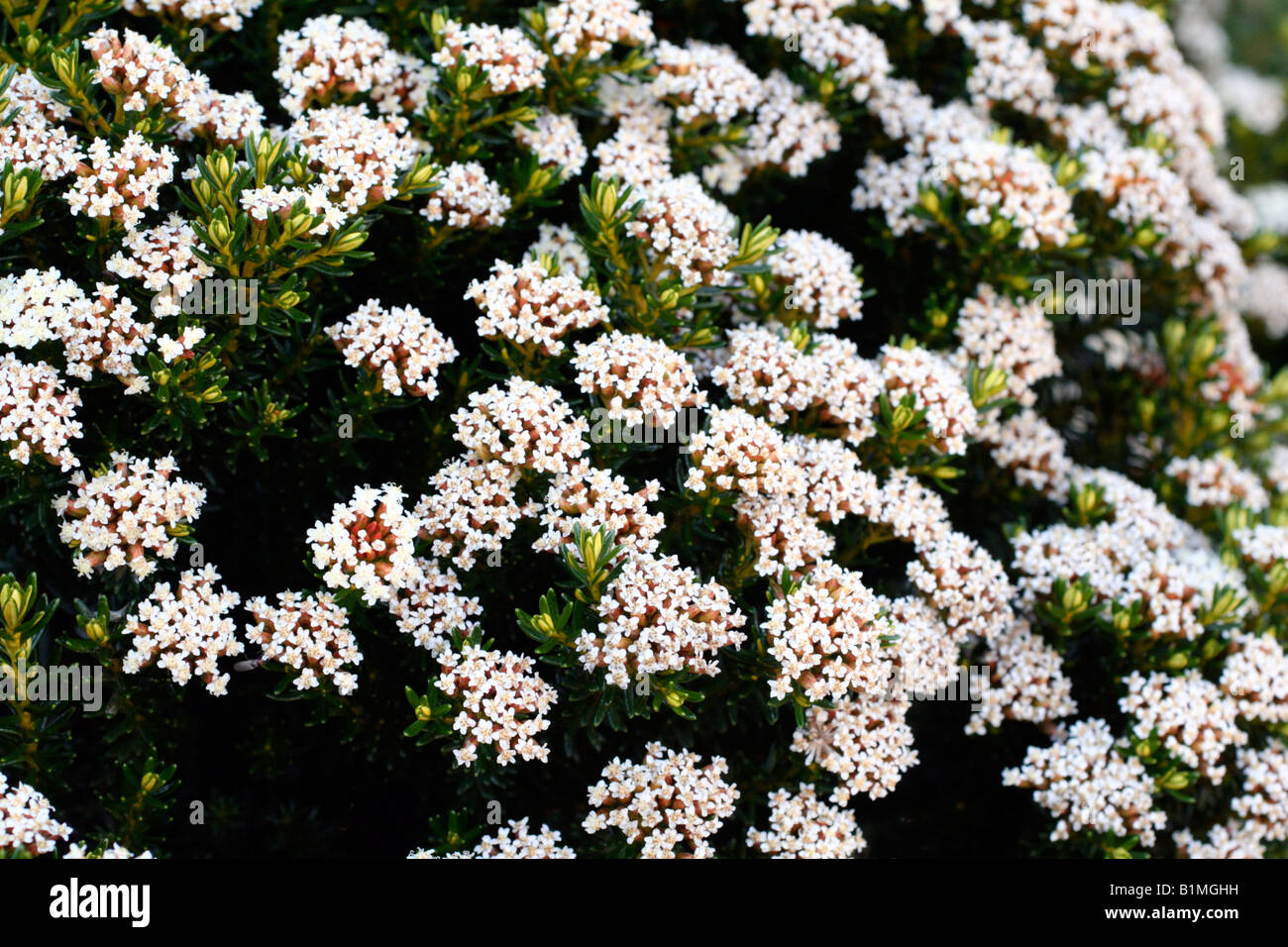 Ozothamnus hi-res stock photography and images - Alamy