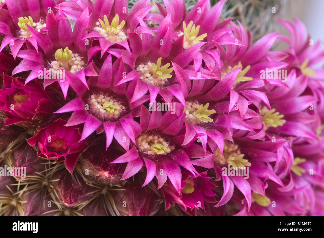 A blossoming cactus (Mammillaria matudae). Cactus (Mammillaria matudae) en fleurs. Stock Photo