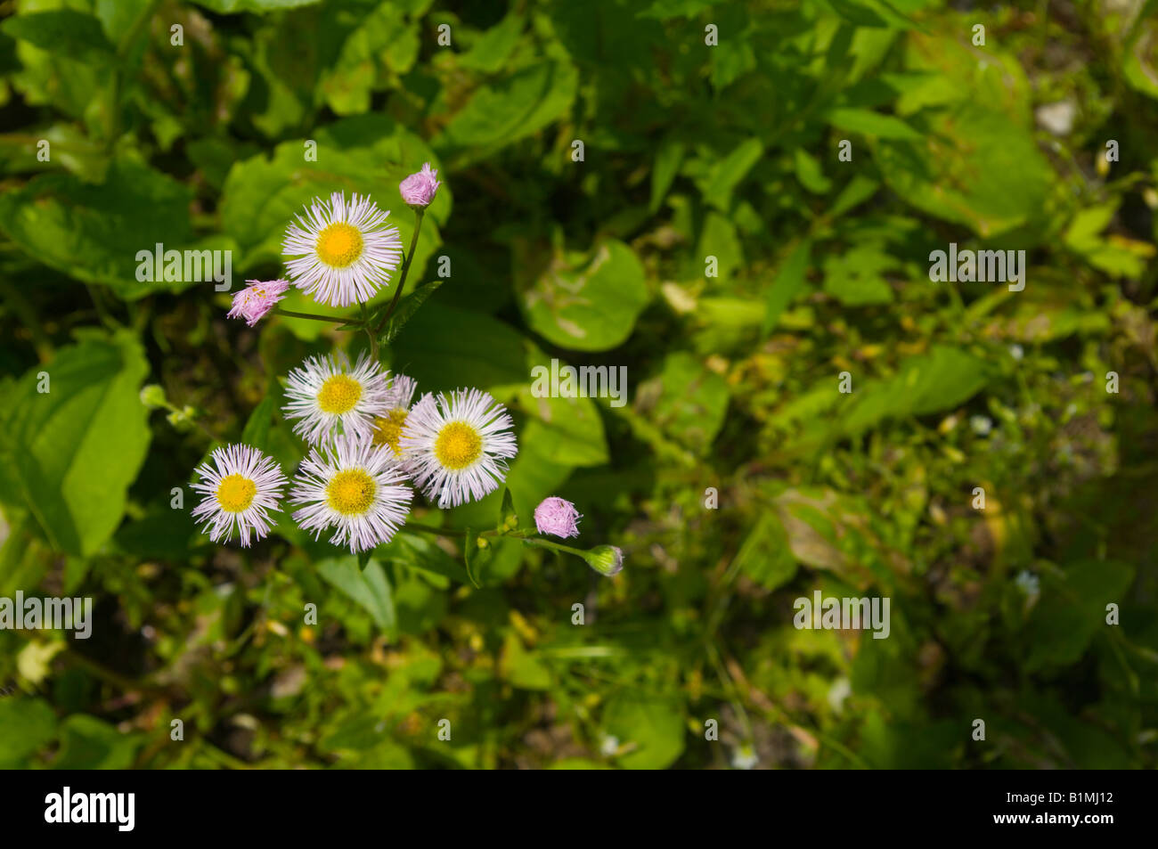 Common Fleabane in bloom with partially open blooms showing fuzziness of leaves Stock Photo