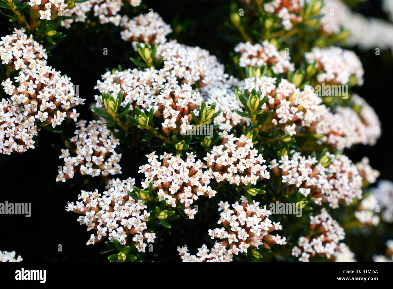 Ozothamnus hi-res stock photography and images - Alamy