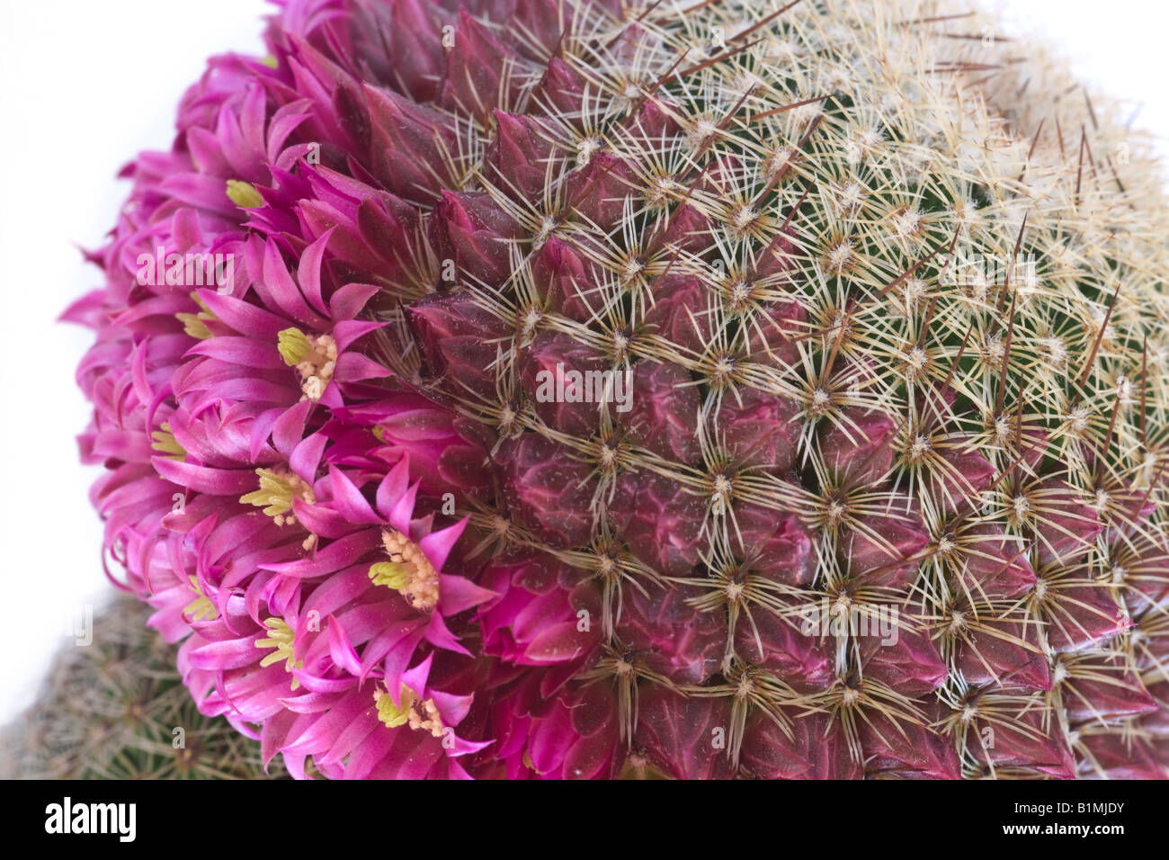 A blossoming cactus (Mammillaria matudae). Cactus (Mammillaria matudae) en fleurs. Stock Photo