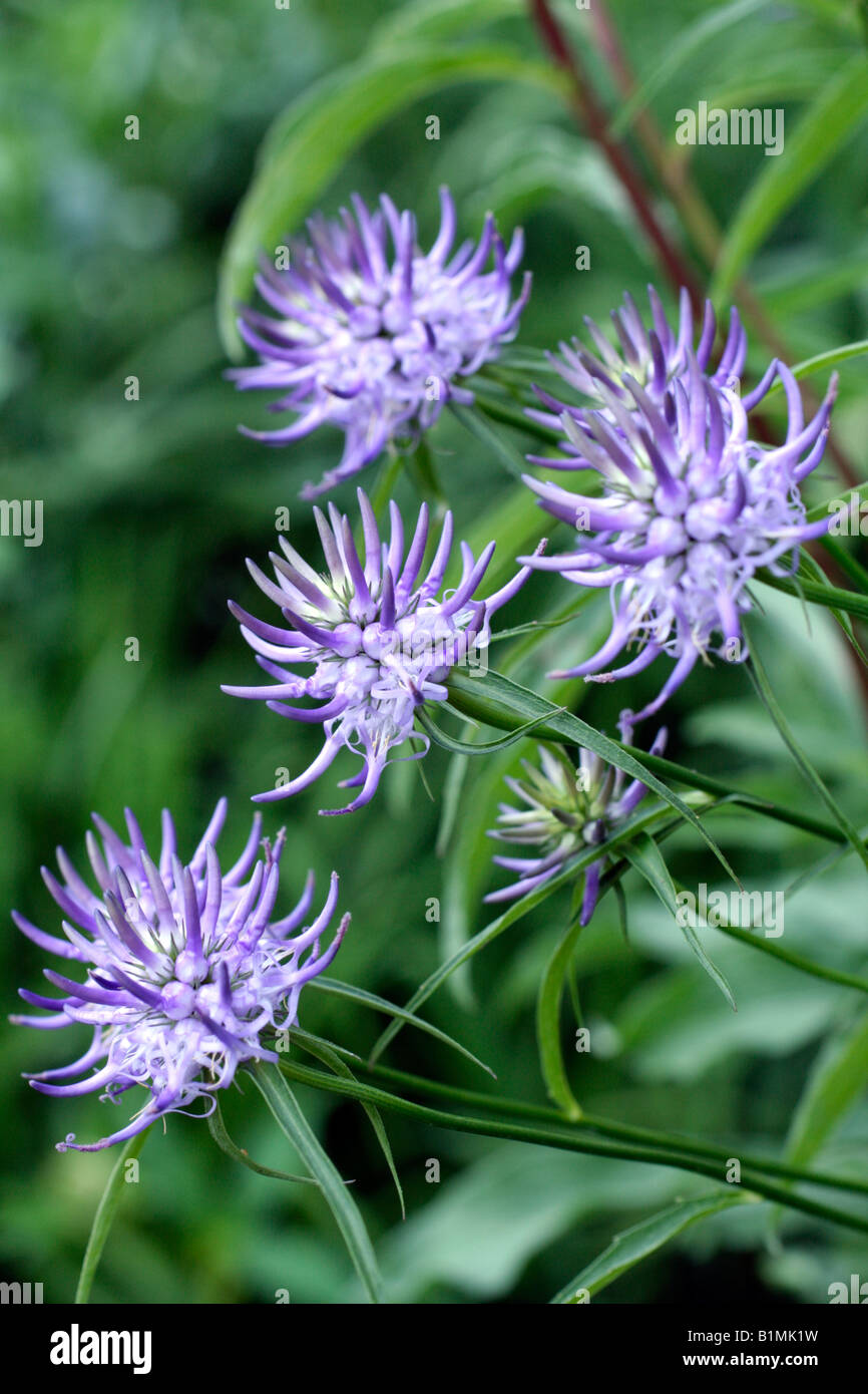 PHYTEUMA SCHEUCHZERI HORNED RAMPION COLLECTED SOUTHERN ALPS EUROPE Stock Photo