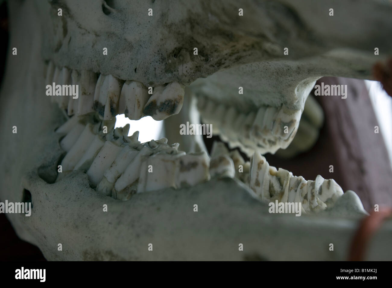 Teeth in skull hires stock photography and images Alamy