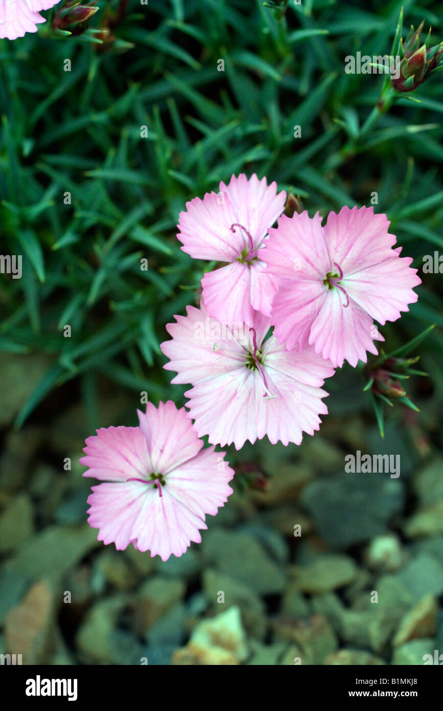 DIANTHUS EILEEN LEVER Stock Photo