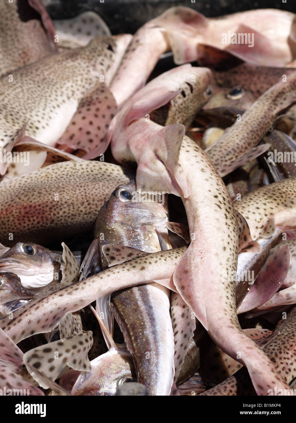 A container full of dogfish, part of a fishing boats catch Stock Photo