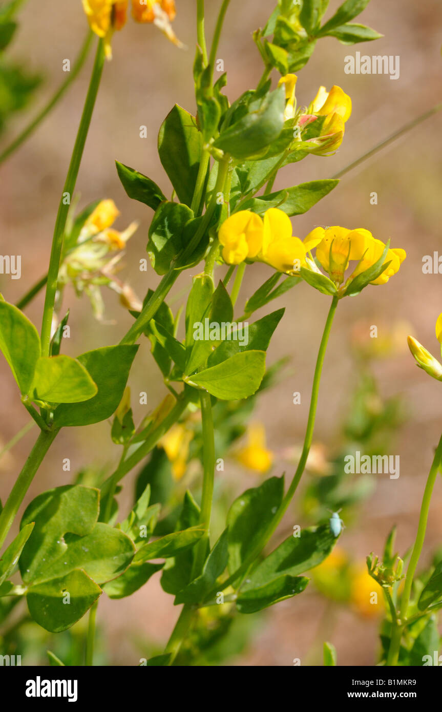 Yellow broom flower hi-res stock photography and images - Alamy