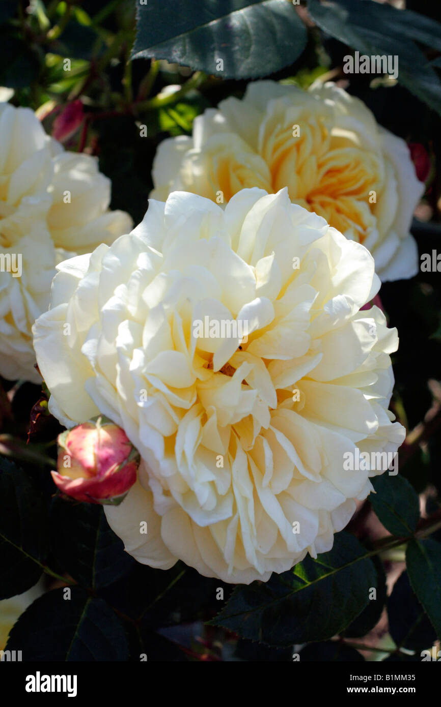 ROSA TEASING GEORGIA SYN AUSBAKER DAVID AUSTIN NEW ENGLISH ROSE Stock Photo