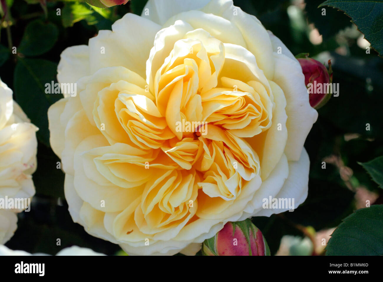 ROSA TEASING GEORGIA SYN AUSBAKER DAVID AUSTIN NEW ENGLISH ROSE Stock Photo