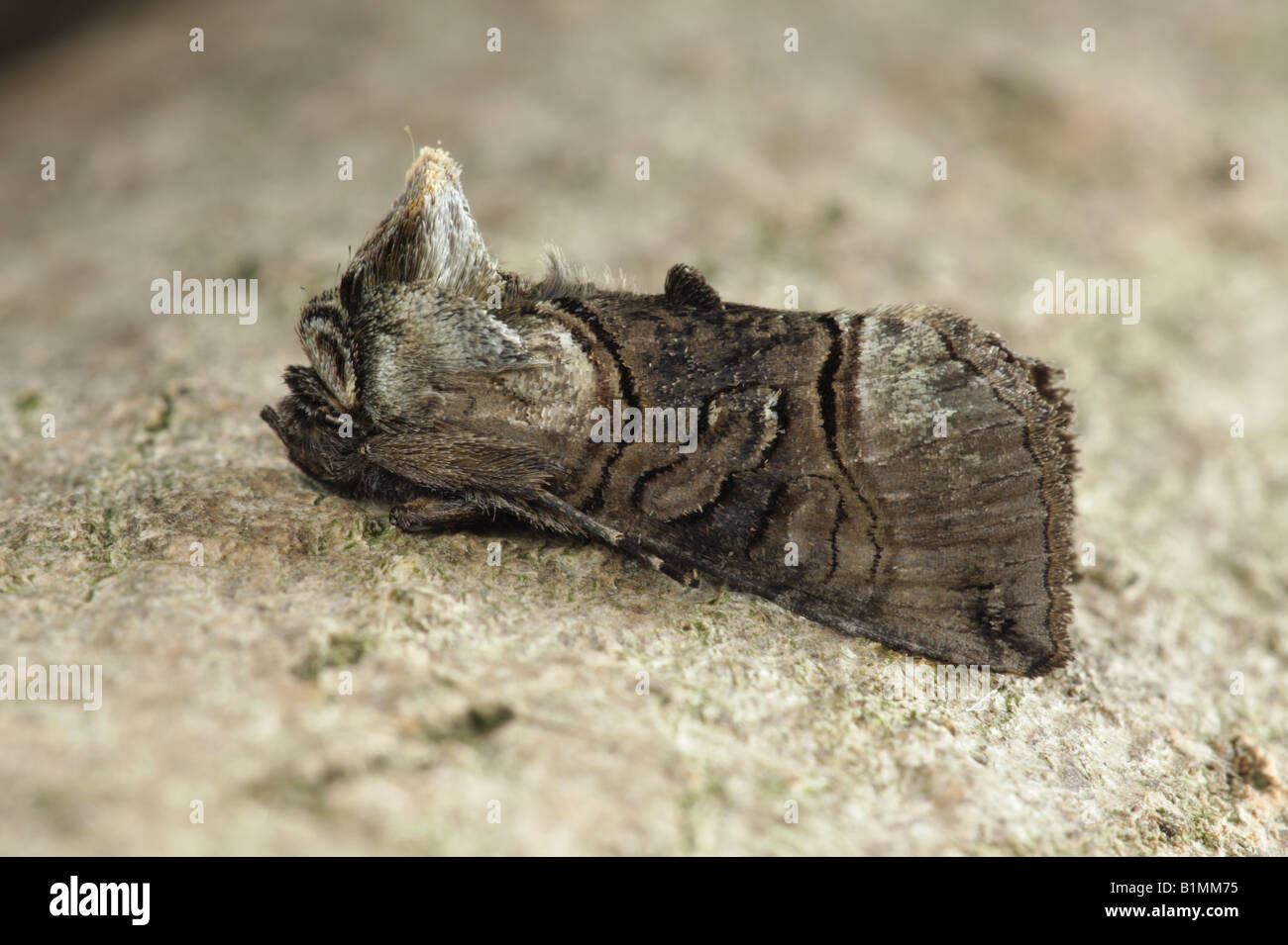 The Spectacle - Abrostola tripartita Stock Photo