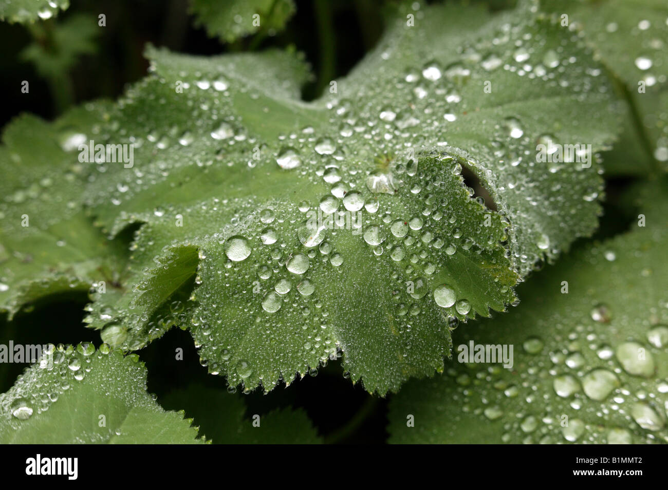 Macro shot of raindrops sitting on a  (Alchemilla mollis) leaf Stock Photo