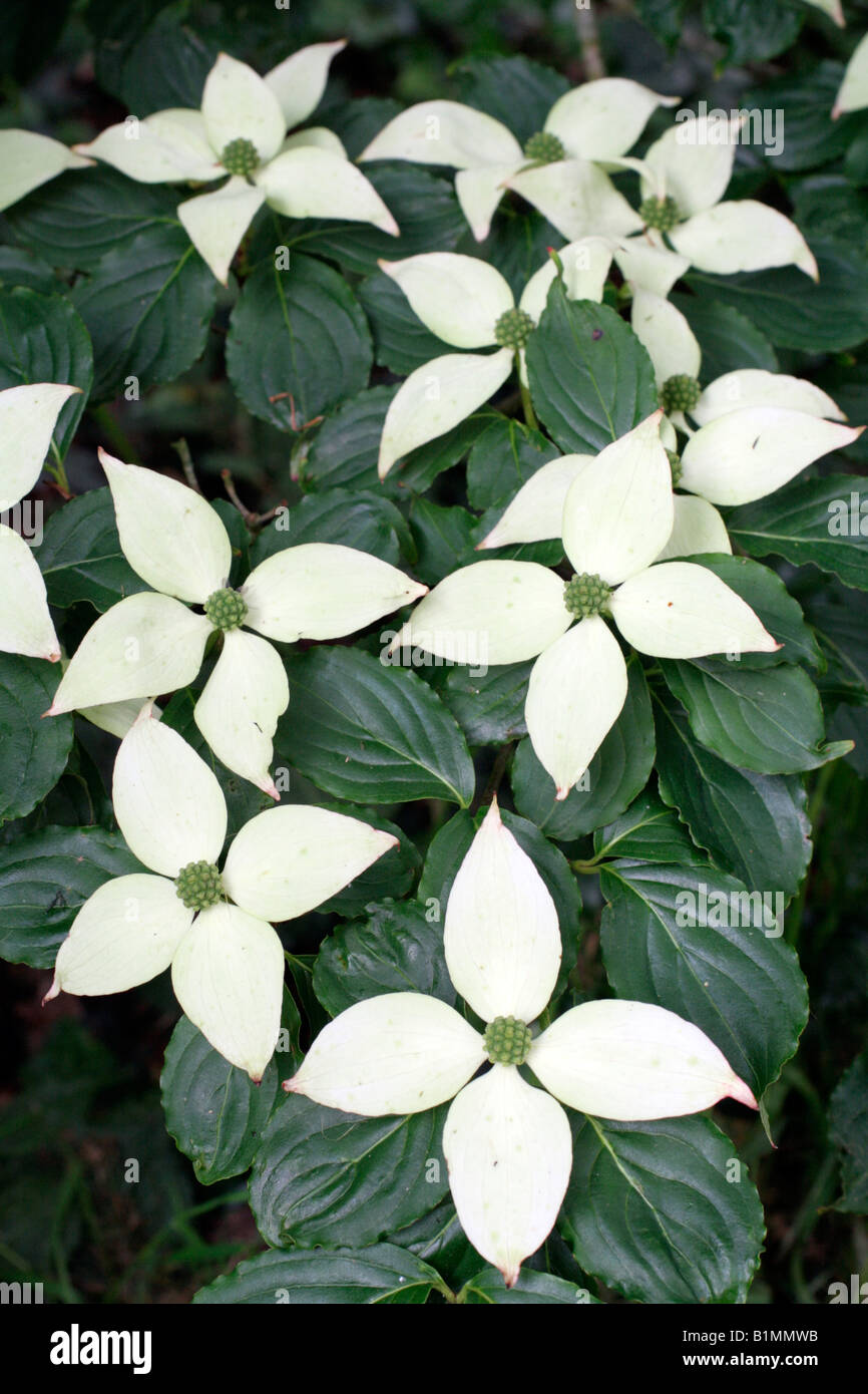 Cornus Kousa Chinensis Hi Res Stock Photography And Images Alamy