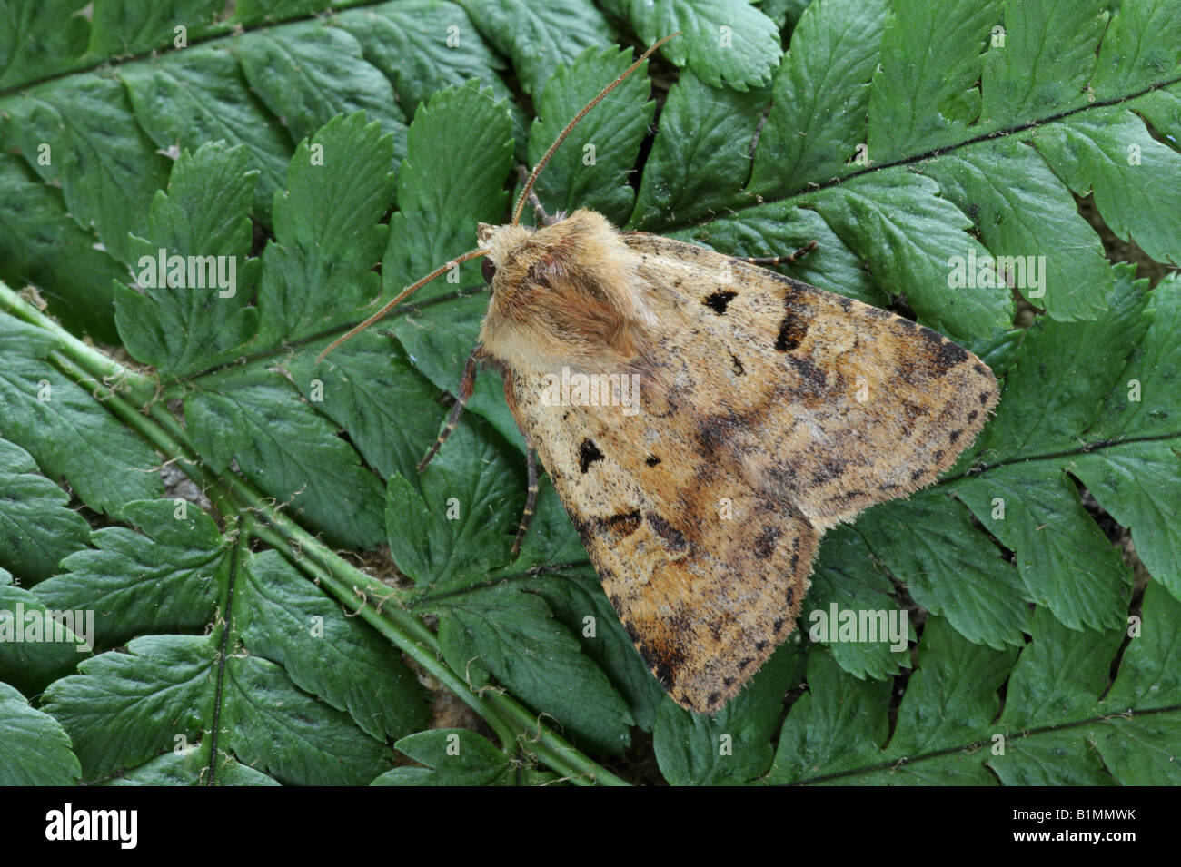 Ingrailed Clay - Diarsia mendica Stock Photo