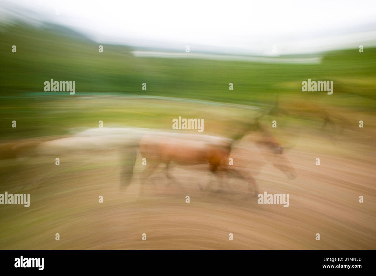 Blur action of horses running. Stock Photo