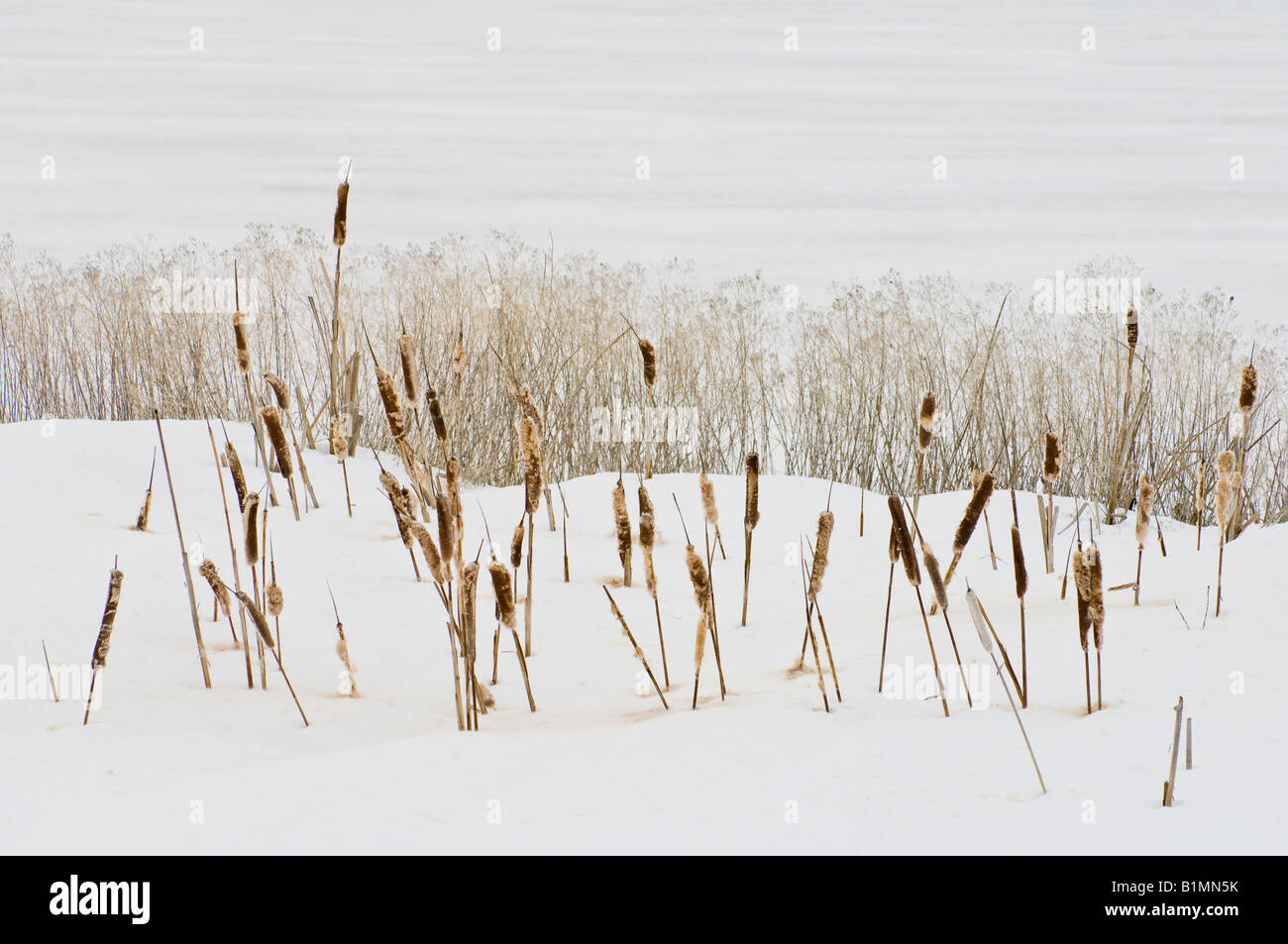 Cat tails in snow White Lake Lower Klamath National Wildlife Refuge Oregon California border Stock Photo
