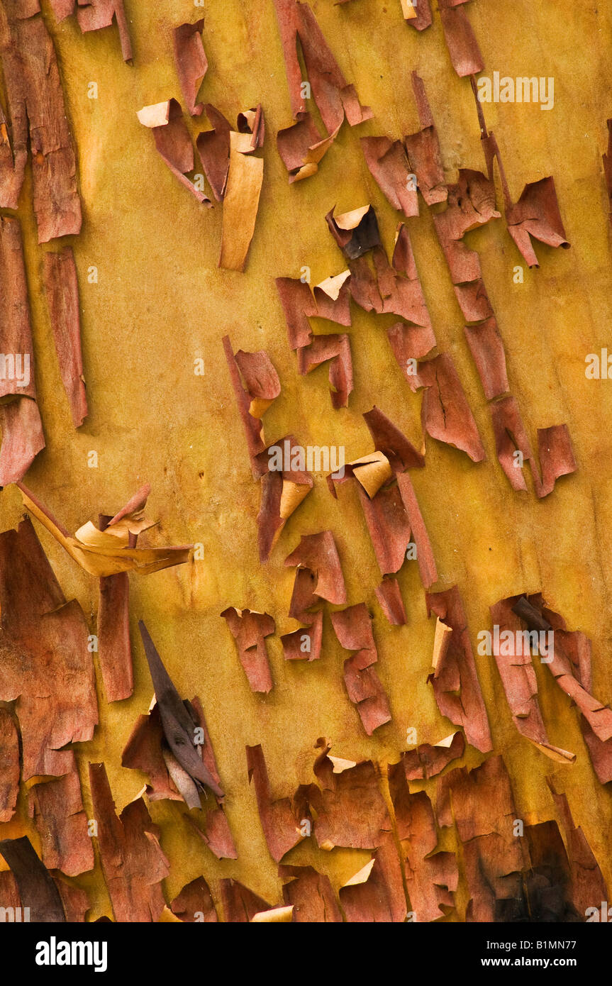 Trunk of arbutus tree with its peeling pink bark. View of Kziv