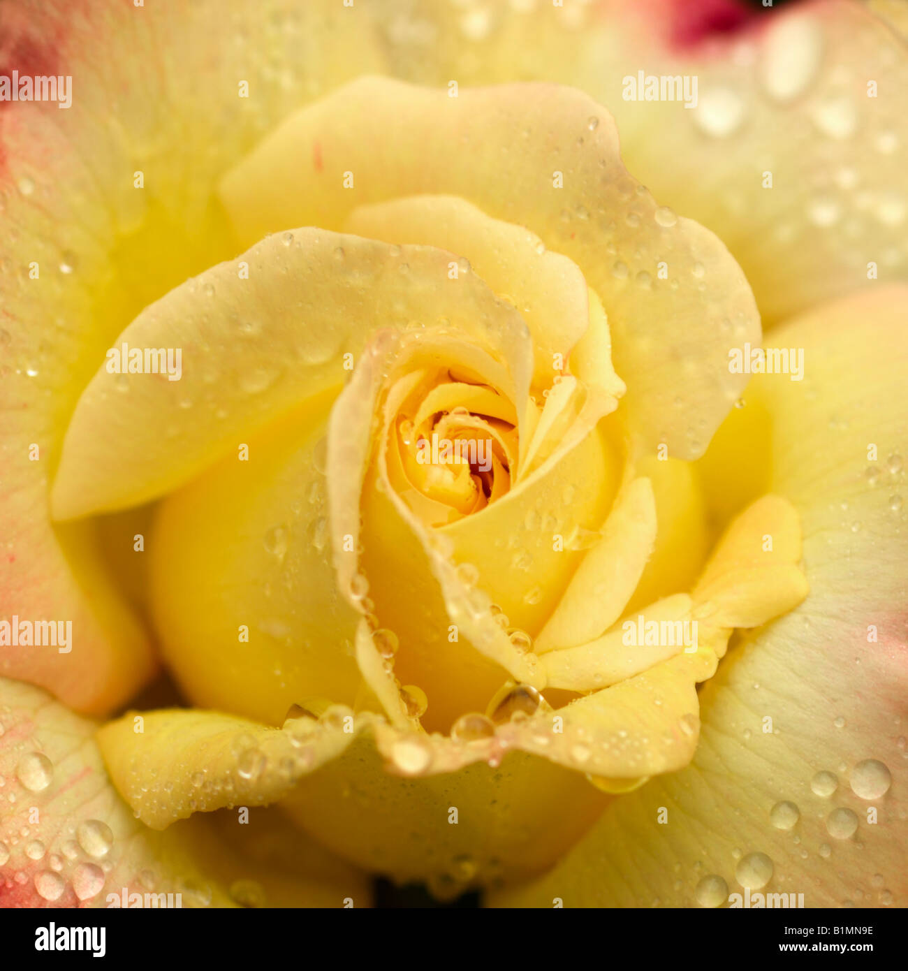 Close up of yellow rose with raindrops on petals A 1921 Stock Photo