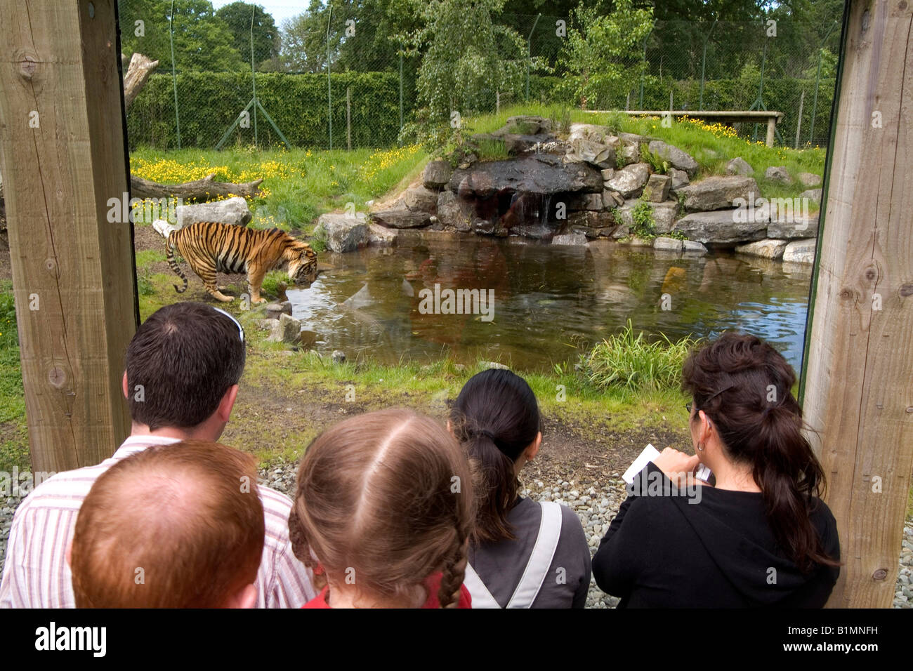 TIGER Dublin Zoo Dublin IRELAND Stock Photo
