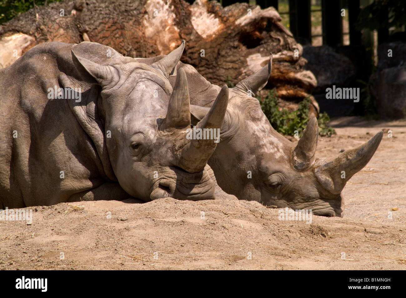 Dublin Zoo Dublin rhinoceros ireland Stock Photo Alamy