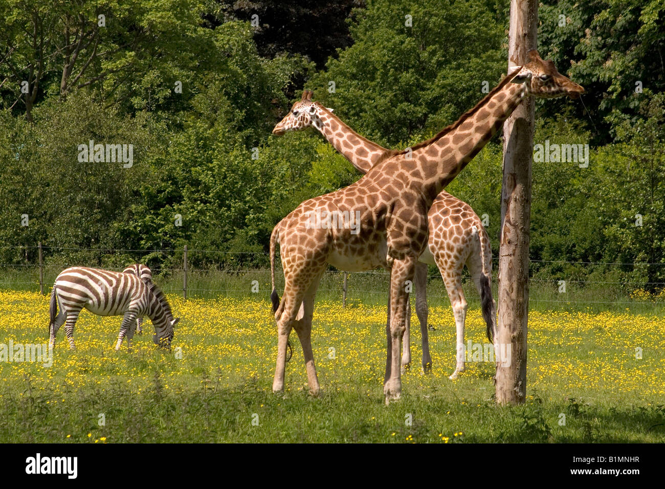 Dublin Zoo Dublin giraffes zebra Stock Photo Alamy