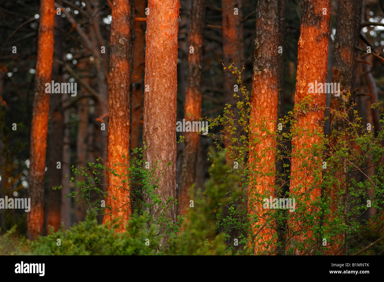Pinus sylvestris hi-res stock photography and images - Alamy
