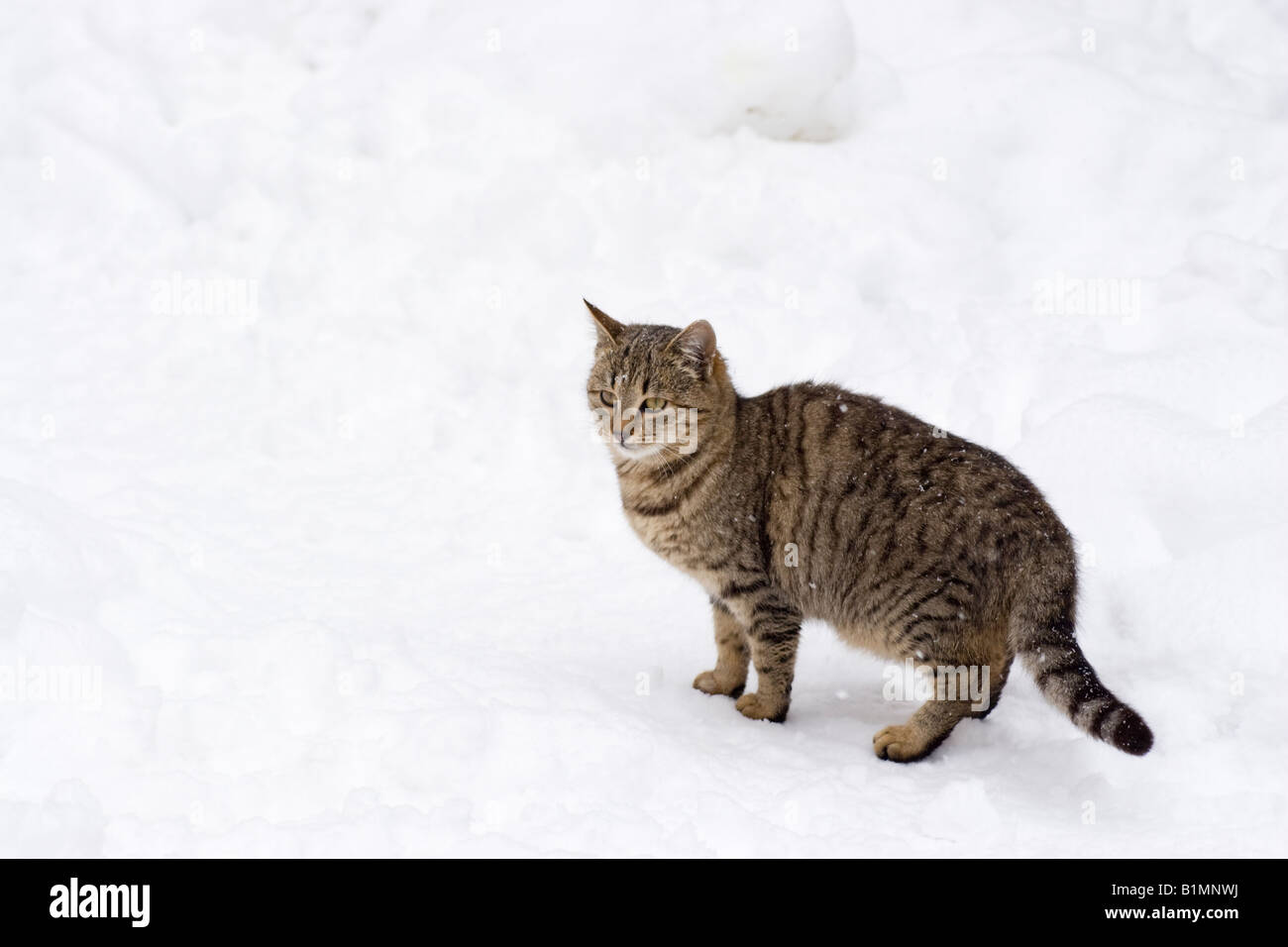 Cat in Snow Stock Photo
