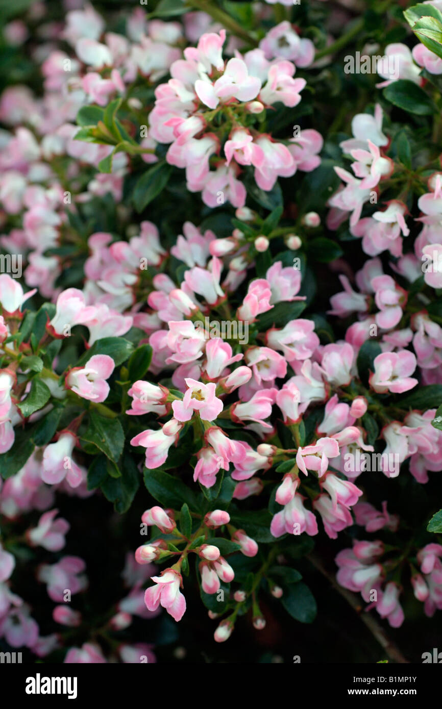 ESCALLONIA APPLE BLOSSOM USED AS HEDGING Stock Photo