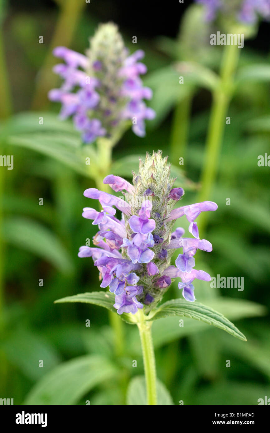 NEPETA NERVOSA FORNCETT SELECT Stock Photo