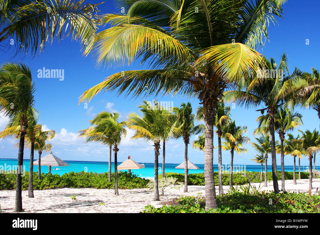 Palm trees at Grace Bay Beach Stock Photo