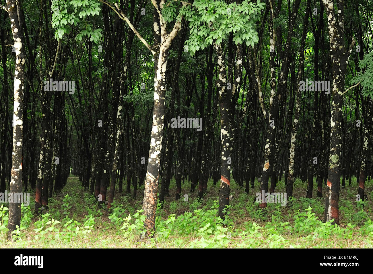 Trees in a rubber plantation in south east Asia Stock Photo