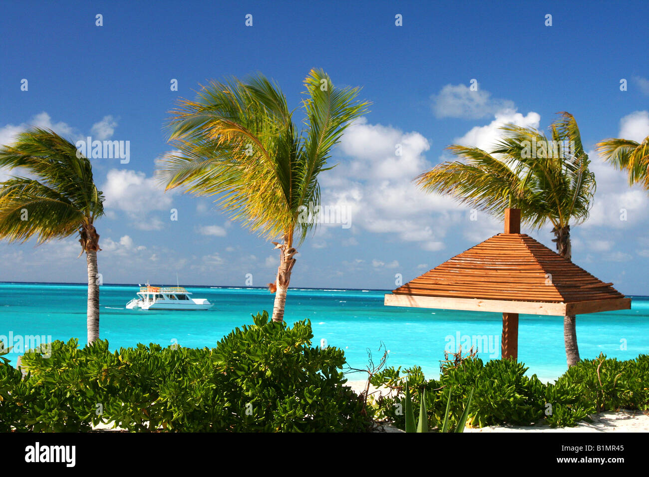 Palms at Grace Bay Beach Stock Photo Alamy