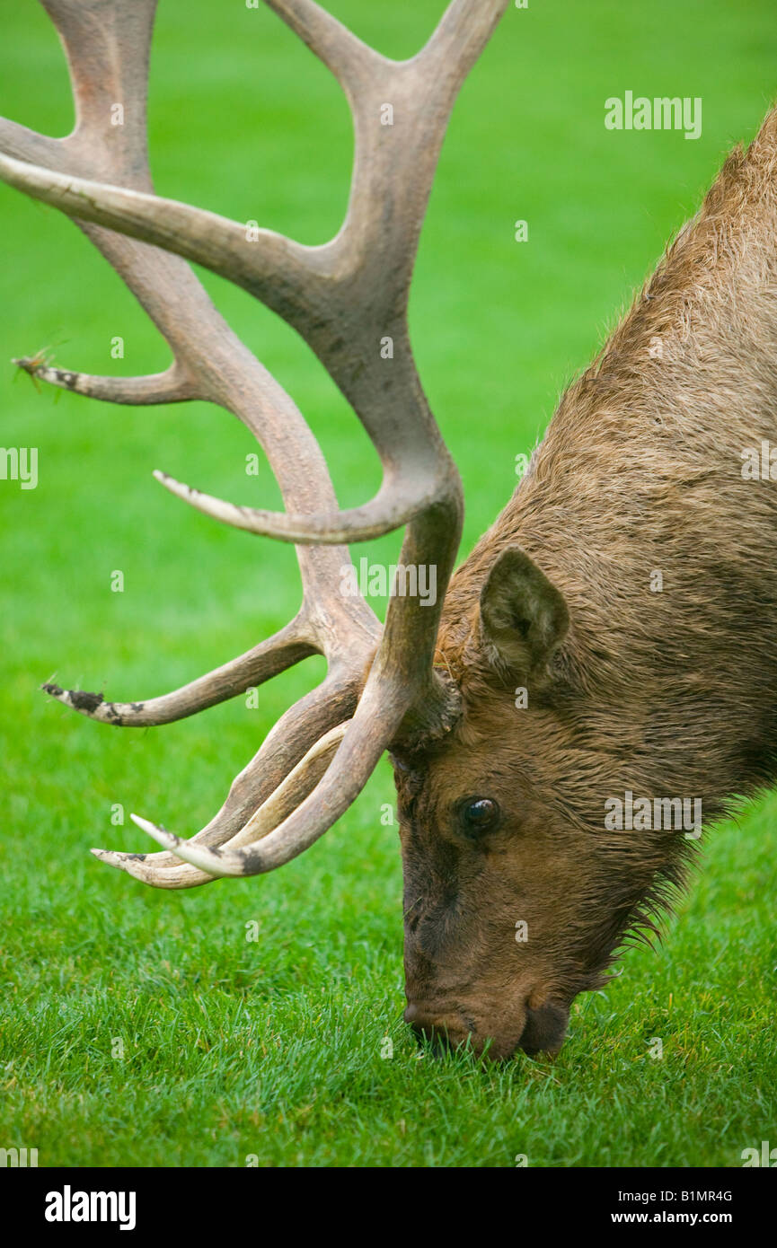 A bull (male) elk grazing in a grassy meadow. Stock Photo