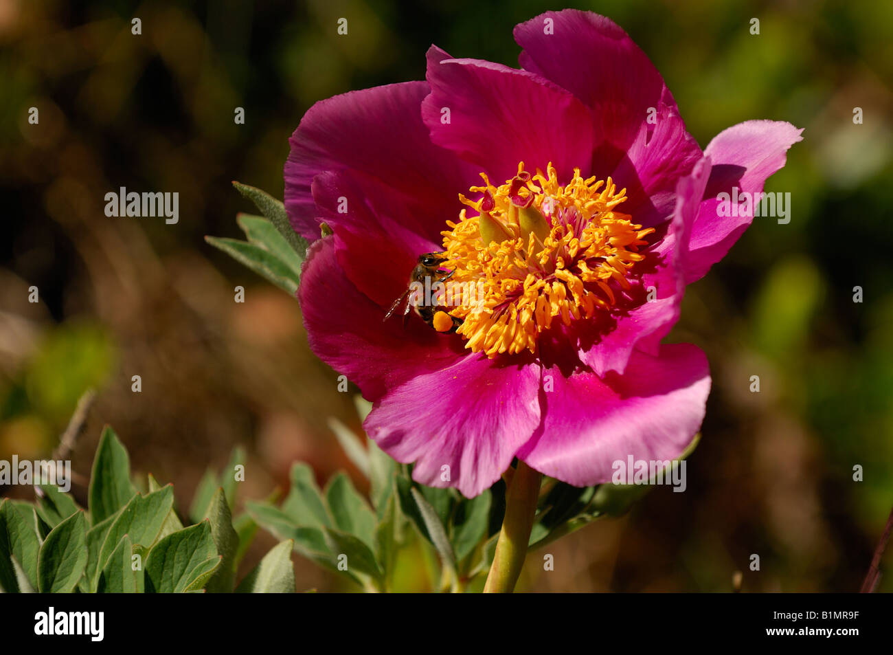 Paeonia officinalis in “Els Ports” Nature reserve Stock Photo