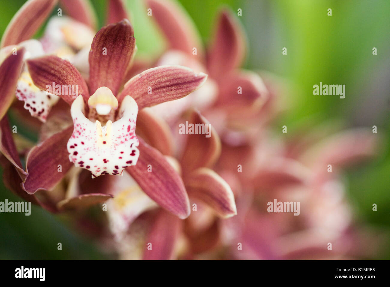 Lovely orchids hi-res stock photography and images - Alamy
