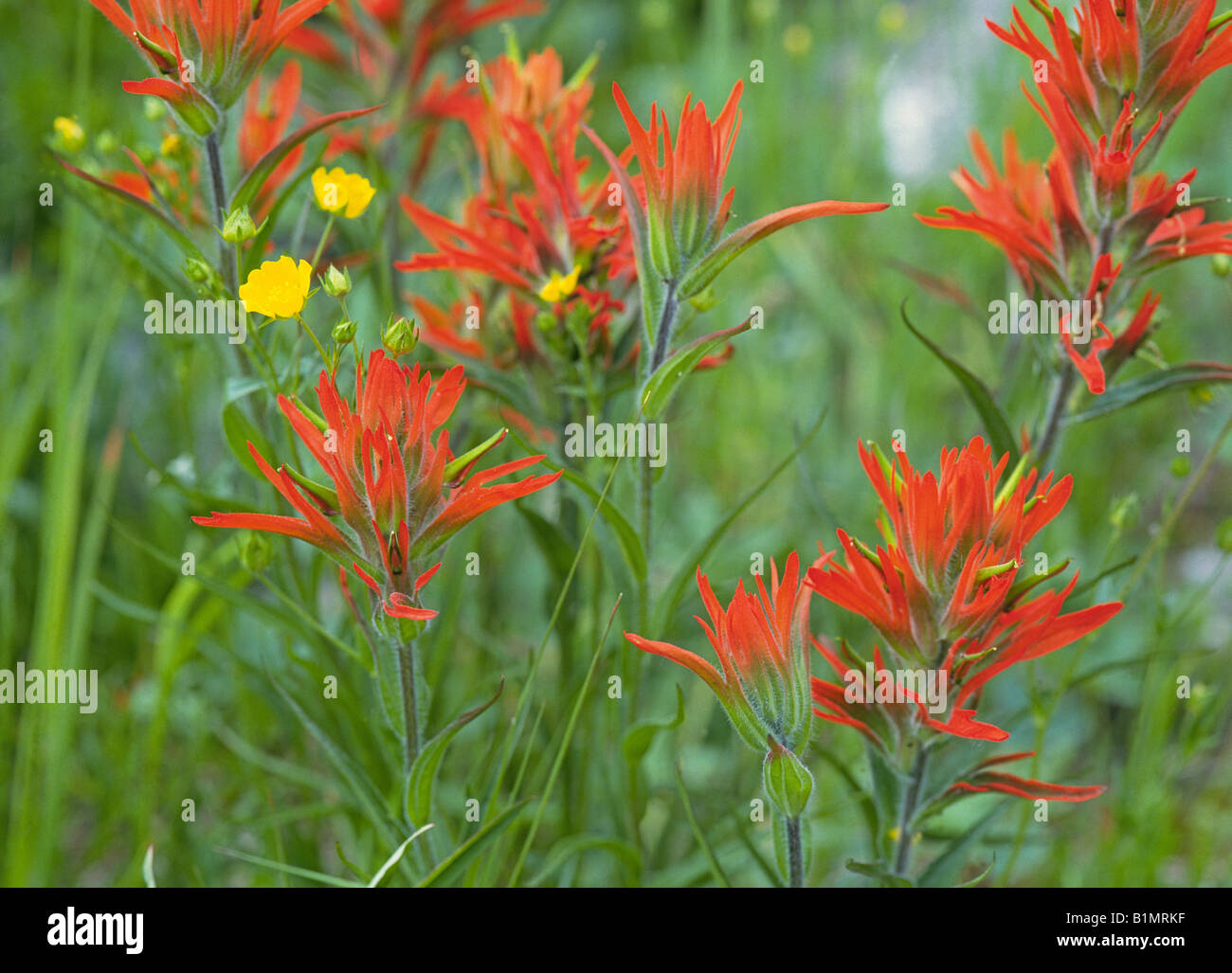 A field of Indian Paintbrush wildflowers brightens a meadow in the Sangre de Cristo Mountains above Santa Fe Stock Photo