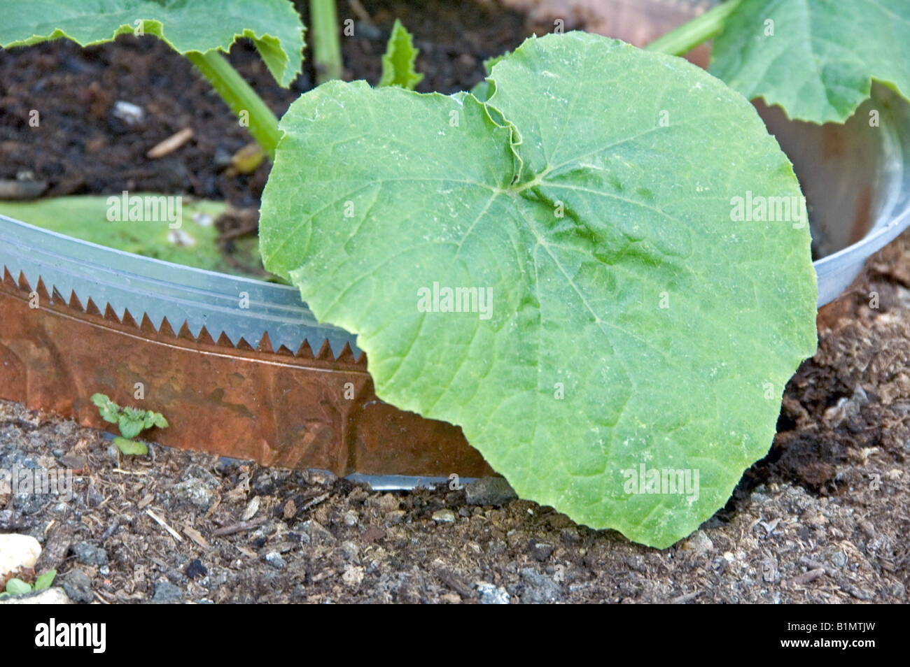 Close up of copper slug deterrent Stock Photo