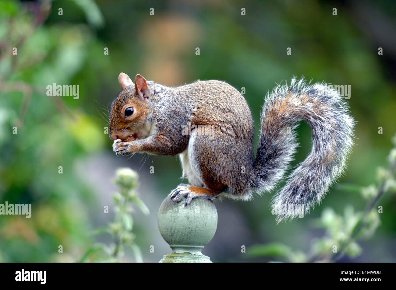 A grey squirrel eats while sitting on a garden fence June 2008 Sciurus carolinensis Stock Photo