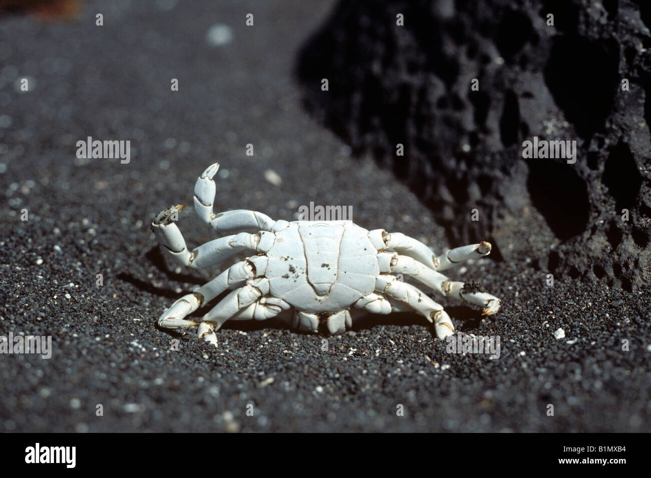 Sun bleached crab shell Stock Photo - Alamy
