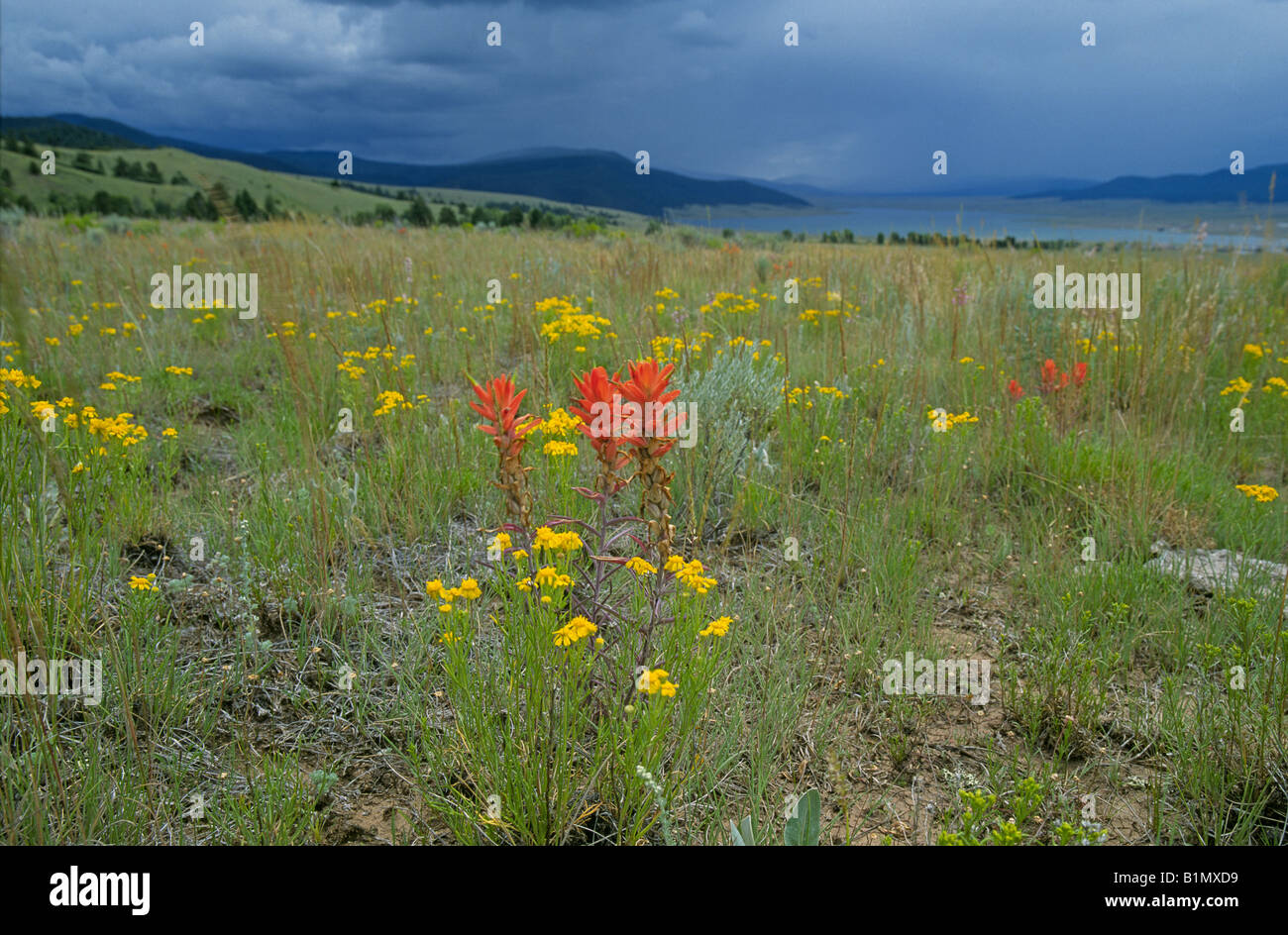 Indian Paintbrush wildflowers growing above Eagle Nest lake in northern New Mexico under a stormy summer sky Stock Photo